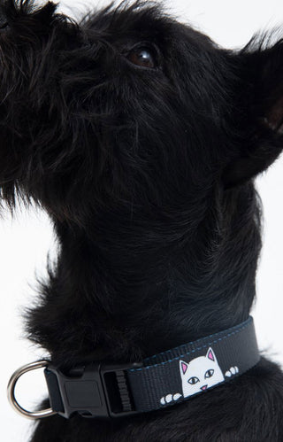 Peek A Nerm Web Belt Pet Collar